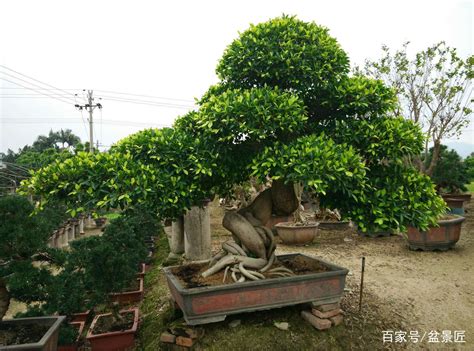 榕樹盆栽|种植榕树盆景？看这一篇就够了